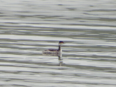 Thumbnail of Black Necked Grebe